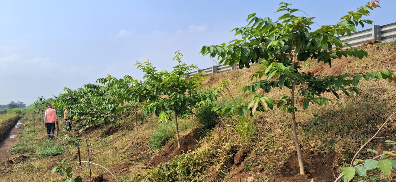 Chhattisgarh Turns National Highways into ‘Green Corridors’; NHAI Plants 2.71 Lakh Saplings