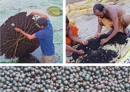 Encouraging Makhana Production in Chhattisgarh