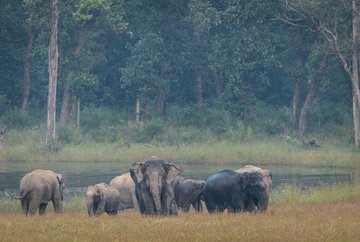 PM highlights India’s strong conservation efforts on World Elephant Day