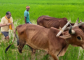 CM Sai reconnects with farming roots, ploughs field in native village