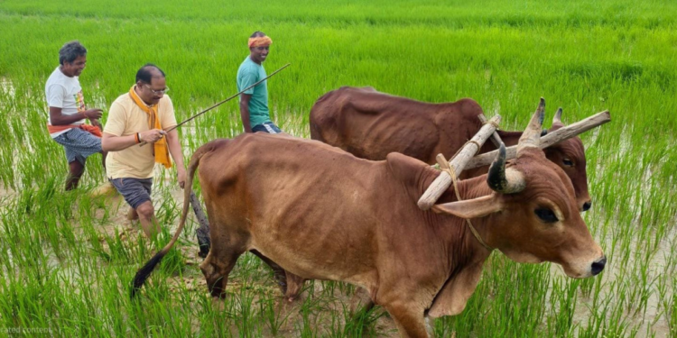 CM Sai reconnects with farming roots, ploughs field in native village