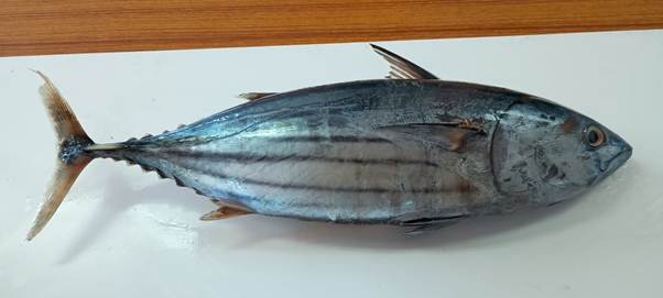 ICAR-CMFRI Advises Consumers Not to Avoid Tuna Over Parasite Reports from Specific Region